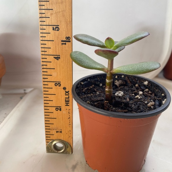 Jade Tree ( Mini) - Picture 4 of 5